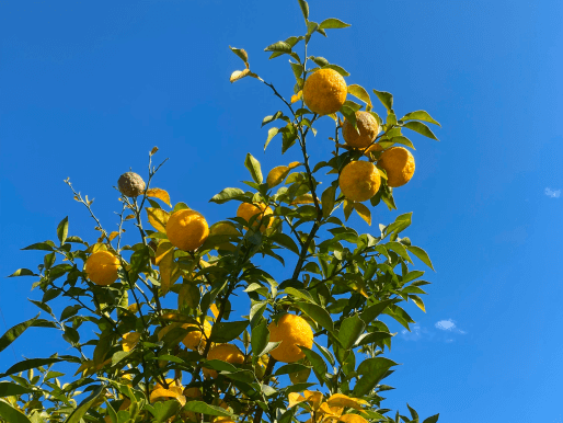 Recycling yuzu peel