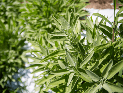 Herb cultivation