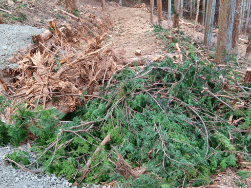 Utilizing Thinned Wood